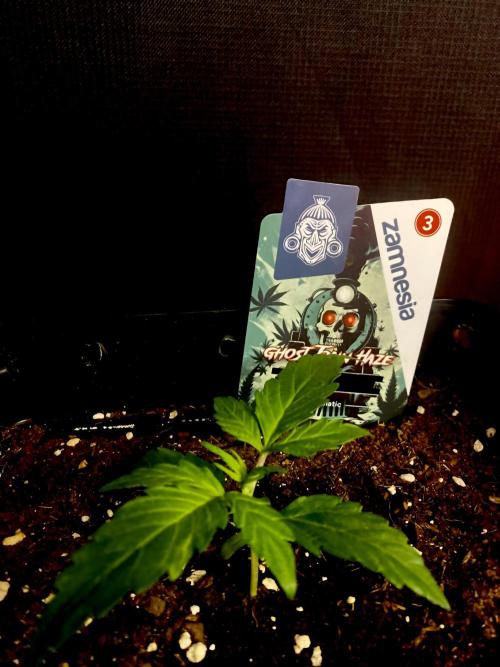 Lets enter the Ghost Train Haze 👻. Week 2