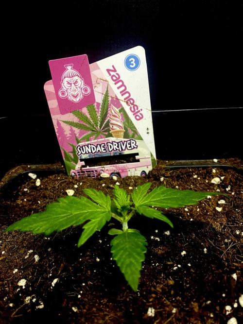 Sundae Drive 🏝️ by Zamnesia. Week 2