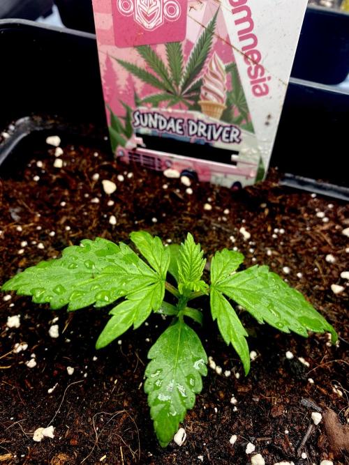 Sundae Drive 🏝️ by Zamnesia. Week 2