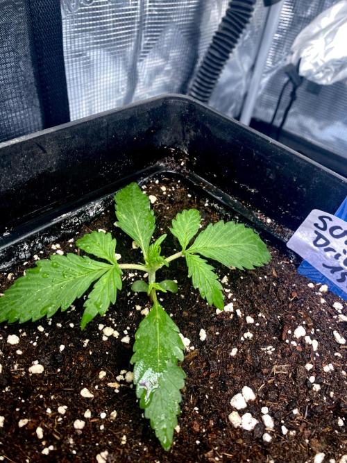 Sundae Drive 🏝️ by Zamnesia. Week 2