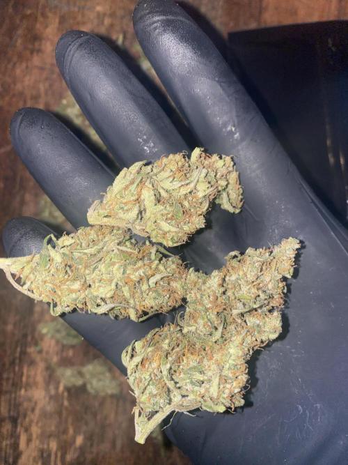 Pink Rozay Autoflower🌷Zamnesia. Week 10