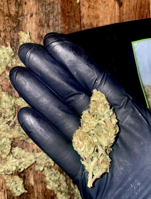 Pink Rozay Autoflower🌷Zamnesia. Week 10