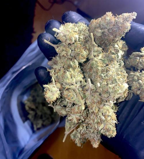 Pink Rozay Autoflower🌷Zamnesia. Week 10