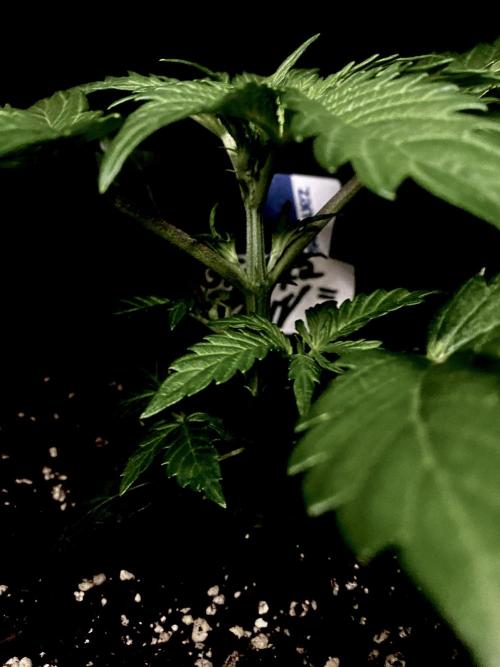 Lets enter the Ghost Train Haze 👻. Week 3