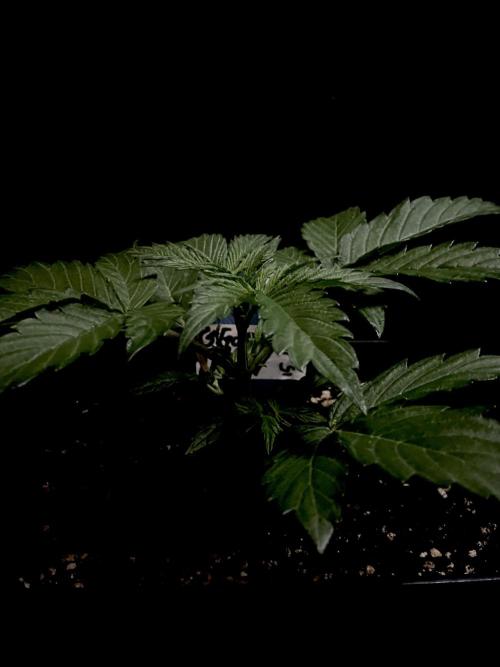 Lets enter the Ghost Train Haze 👻. Week 3