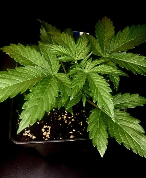 Lets enter the Ghost Train Haze 👻. Week 3