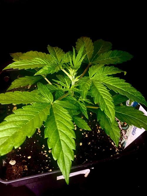 Lets enter the Ghost Train Haze 👻. Week 3