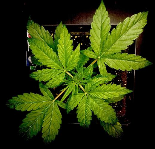 Lets enter the Ghost Train Haze 👻. Week 3