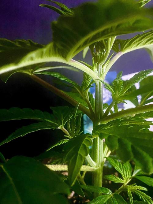 Lets enter the Ghost Train Haze 👻. Week 3