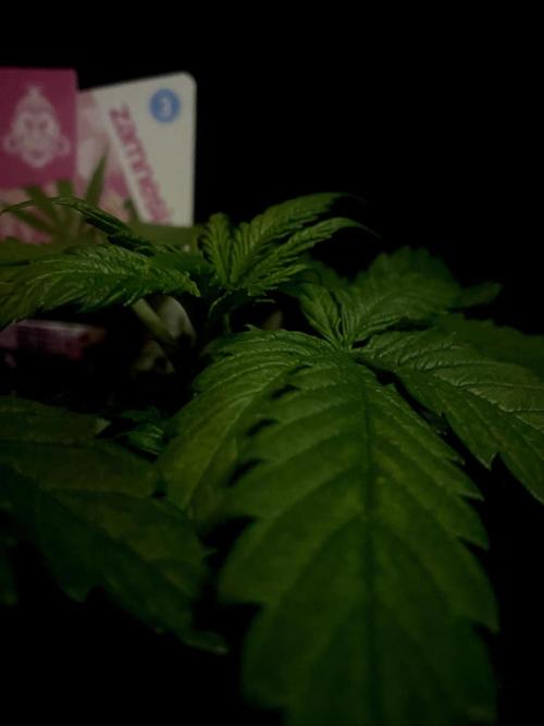 Sundae Drive 🏝️ by Zamnesia. Week 3