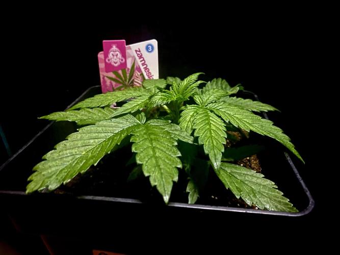 Sundae Drive 🏝️ by Zamnesia. Week 3