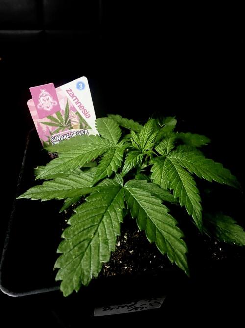 Sundae Drive 🏝️ by Zamnesia. Week 3