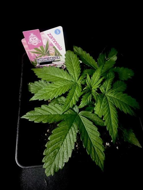 Sundae Drive 🏝️ by Zamnesia. Week 3