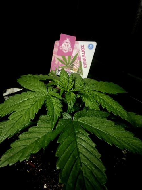 Sundae Drive 🏝️ by Zamnesia. Week 3