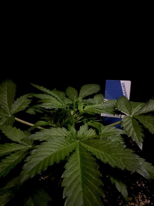 Sundae Drive 🏝️ by Zamnesia. Week 3