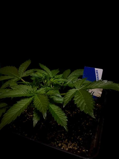 Sundae Drive 🏝️ by Zamnesia. Week 3