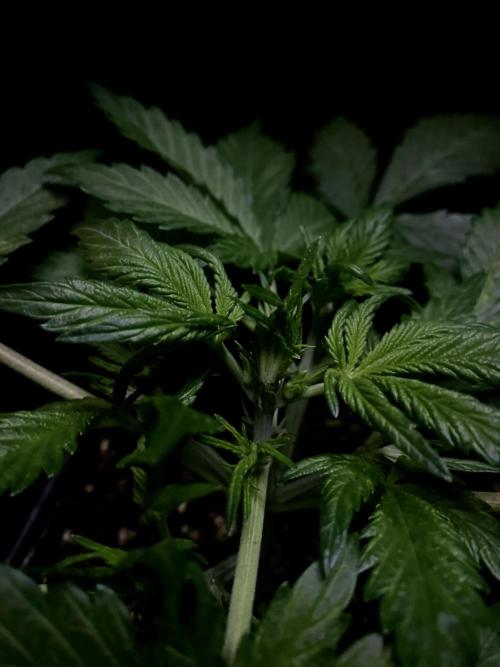 Sundae Drive 🏝️ by Zamnesia. Week 3