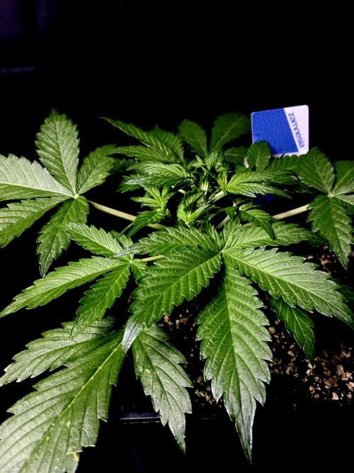 Sundae Drive 🏝️ by Zamnesia. Week 3