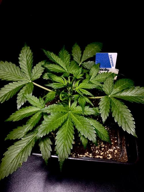 Sundae Drive 🏝️ by Zamnesia. Week 3