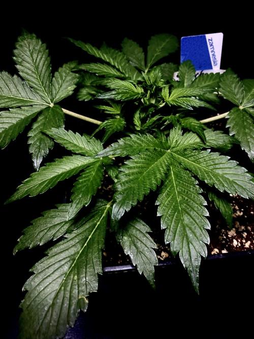 Sundae Drive 🏝️ by Zamnesia. Week 3