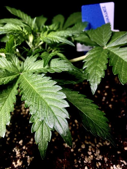 Sundae Drive 🏝️ by Zamnesia. Week 3