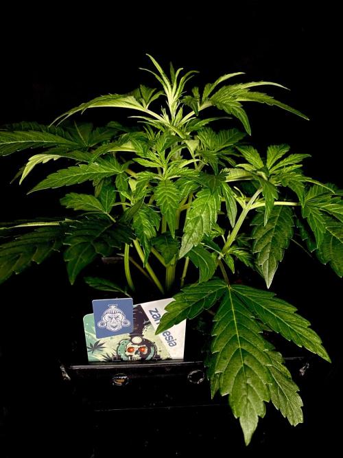 Lets enter the Ghost Train Haze 👻. Week 4