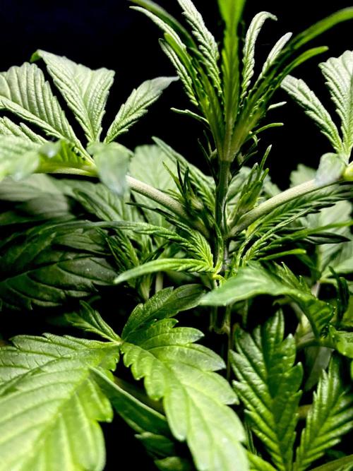 Lets enter the Ghost Train Haze 👻. Week 4