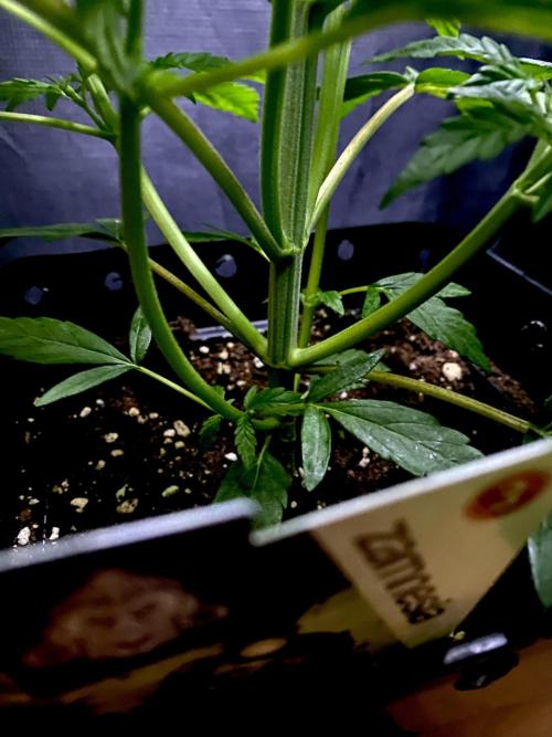 Lets enter the Ghost Train Haze 👻. Week 4