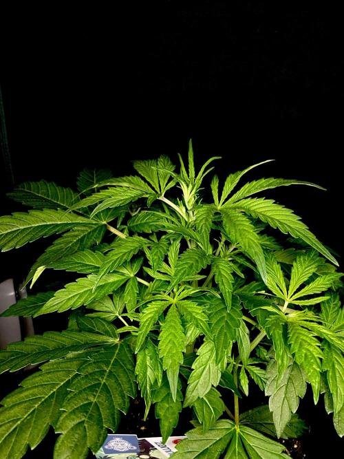 Lets enter the Ghost Train Haze 👻. Week 4