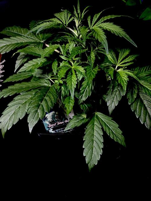 Lets enter the Ghost Train Haze 👻. Week 4