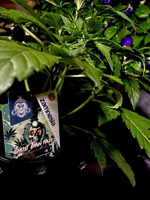 Lets enter the Ghost Train Haze 👻. Week 4