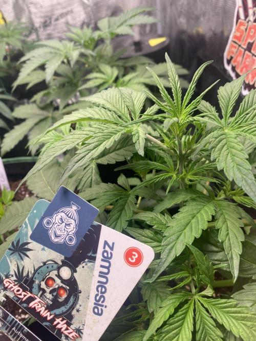 Lets enter the Ghost Train Haze 👻. Week 4