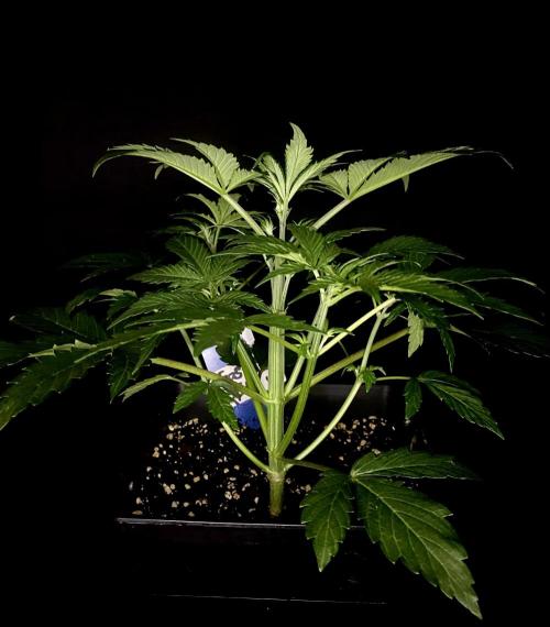 Lets enter the Ghost Train Haze 👻. Week 4