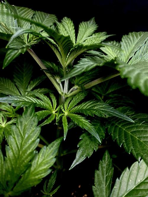 Lets enter the Ghost Train Haze 👻. Week 4