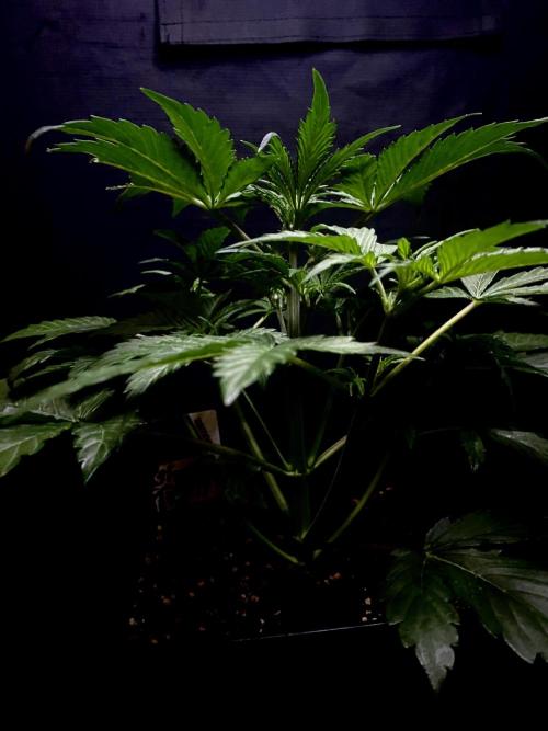 Lets enter the Ghost Train Haze 👻. Week 4