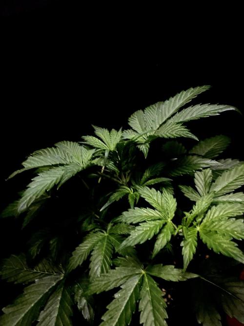 Lets enter the Ghost Train Haze 👻. Week 4