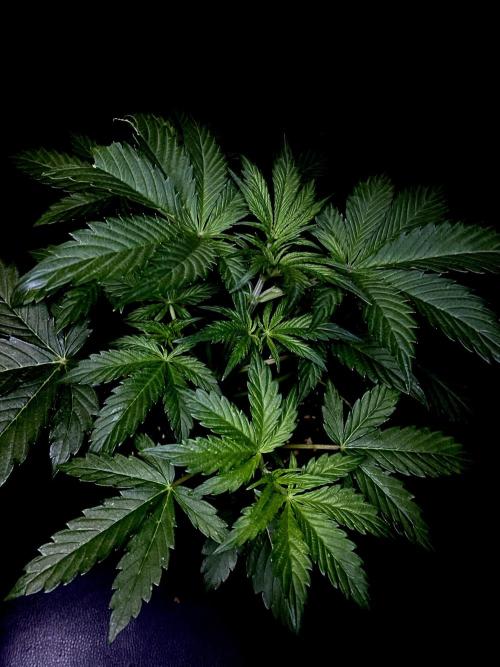 Lets enter the Ghost Train Haze 👻. Week 4