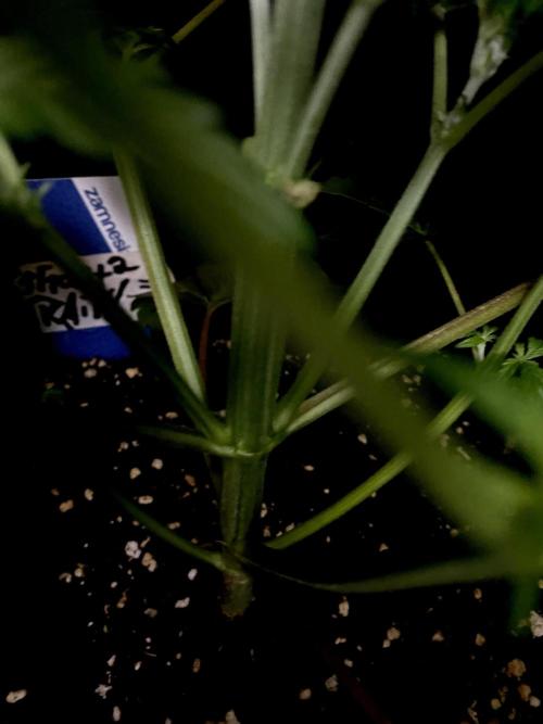 Lets enter the Ghost Train Haze 👻. Week 4