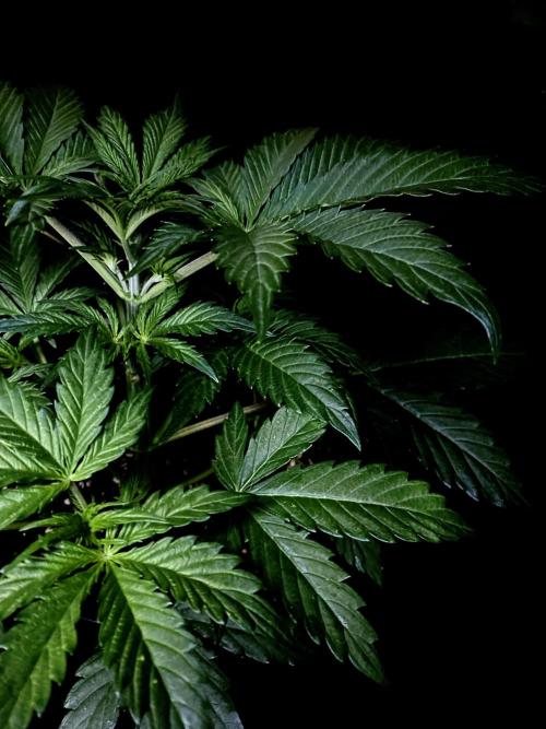 Lets enter the Ghost Train Haze 👻. Week 4