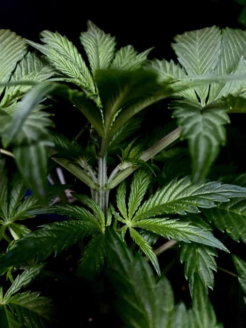 Lets enter the Ghost Train Haze 👻. Week 4