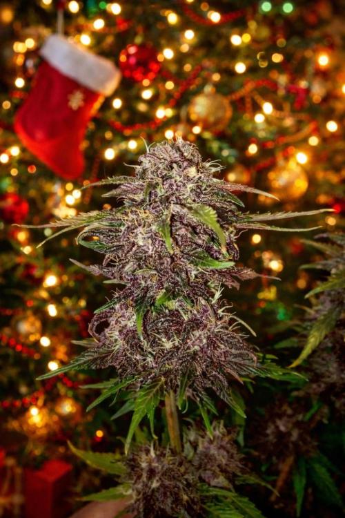 Fast Buds Purple Lemonade Autoflower. Week 12