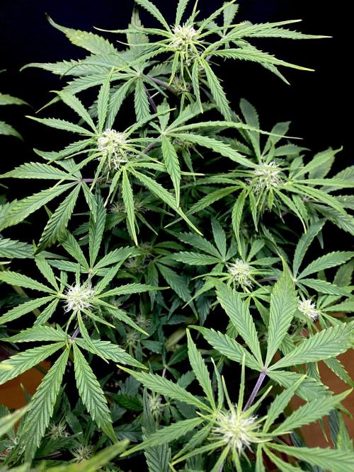 Lets enter the Ghost Train Haze 👻. Week 5