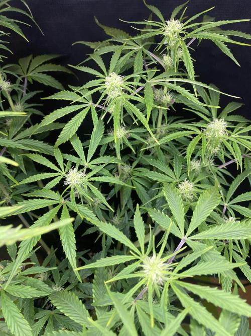 Lets enter the Ghost Train Haze 👻. Week 5