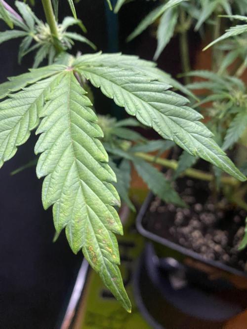 Lets enter the Ghost Train Haze 👻. Week 5