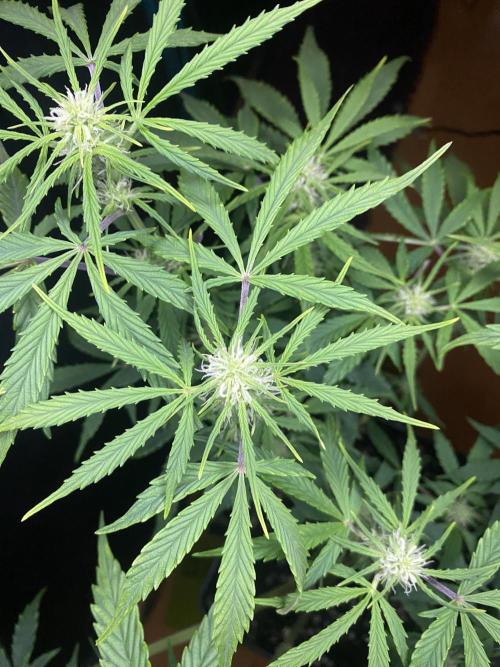 Lets enter the Ghost Train Haze 👻. Week 5