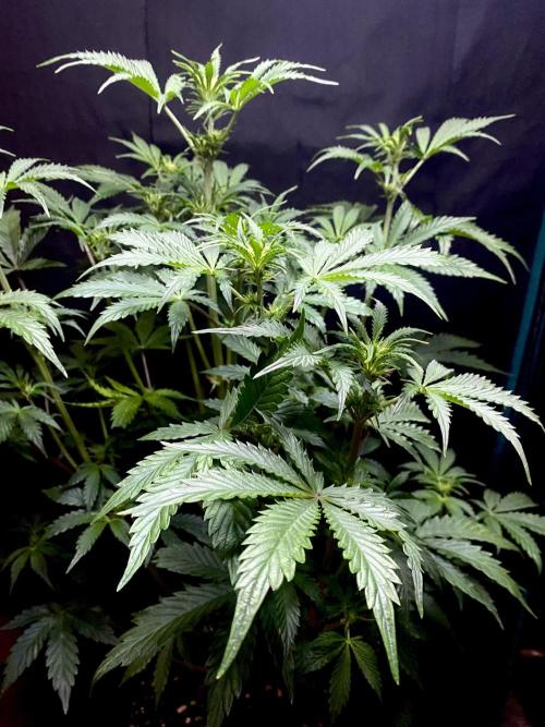 Lets enter the Ghost Train Haze 👻. Week 5