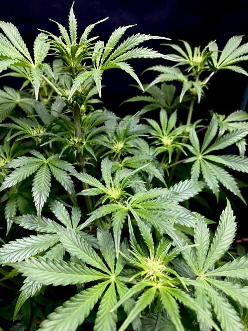 Lets enter the Ghost Train Haze 👻. Week 5