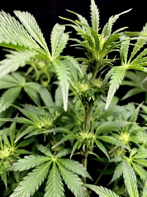 Lets enter the Ghost Train Haze 👻. Week 5