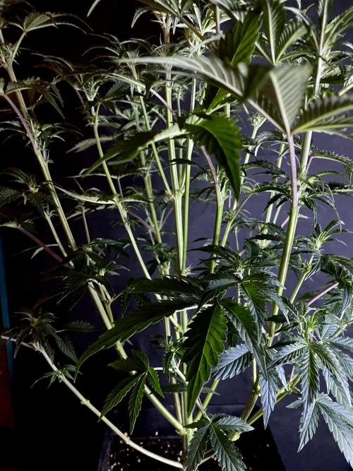 Lets enter the Ghost Train Haze 👻. Week 5