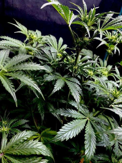 Lets enter the Ghost Train Haze 👻. Week 5